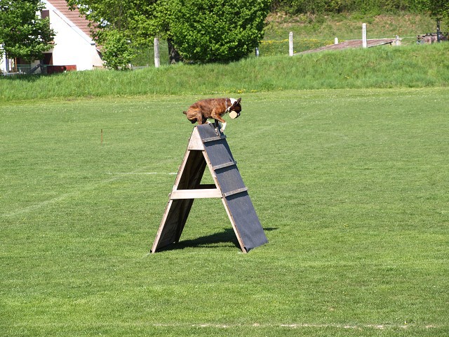www.atibox.net * www.euroboxer.eu * www.boxergenealogia.eu